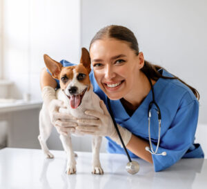 veterinario